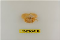 藏品(矛形岩瓷蟹)的圖片